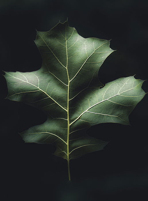 A fine art photography close up of a leaf on black background 