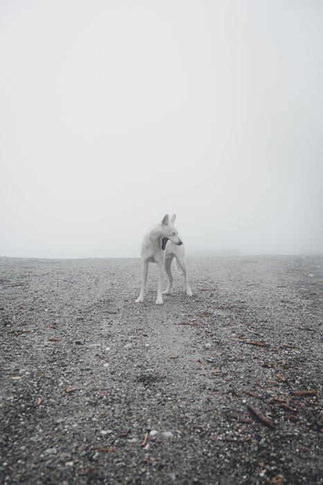 A fine art photography shot of a white dog - what makes photography art