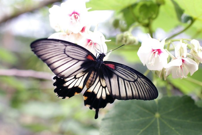 A grey and black butterfly on a flower 