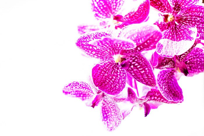 A high key photography shot of bright pink flowers