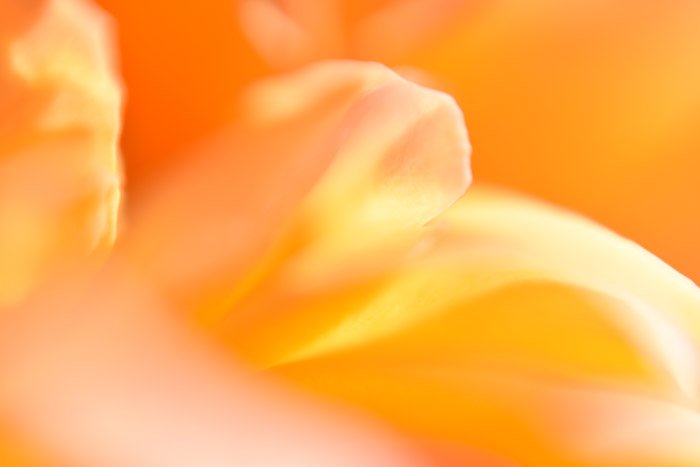 An abstract nature photography detail of orange and red flower