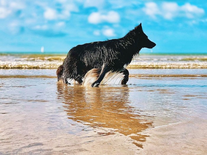 A dog walking in water shot with iPhone photo bursts