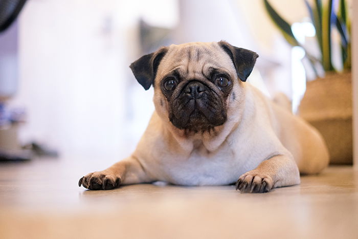A cute portrait of a pug taken with a 35mm prime lens for pet photography