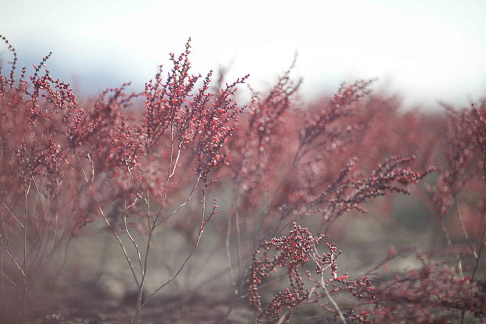 A photo of seepweed growing