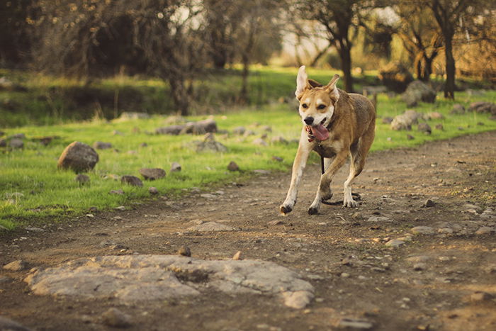 A pet portrait of a brown dog running in a park