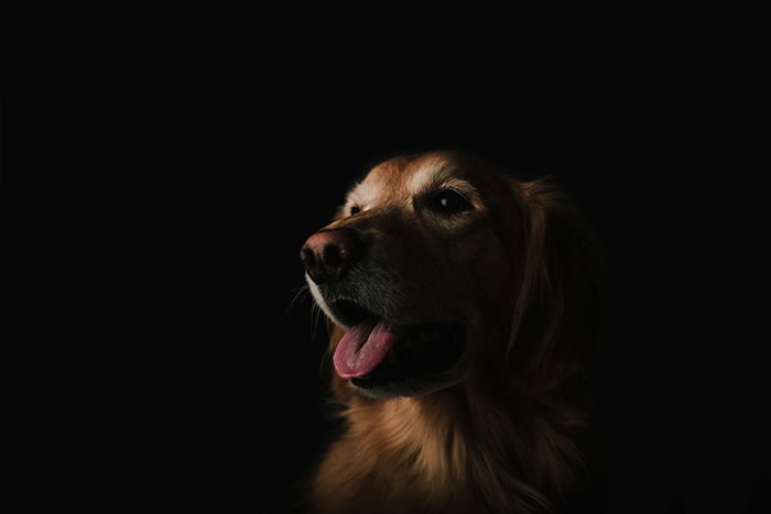 A portrait of a brown dog against a black background shot with a prime lens