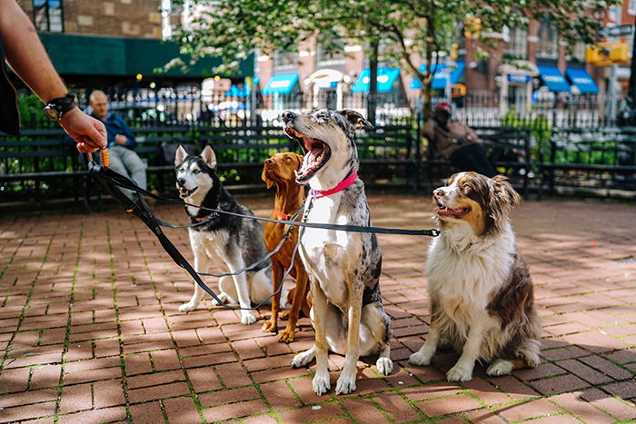 Outdoor pet photography porttrait of four dogs sitting in a park with a hand holding the leashes