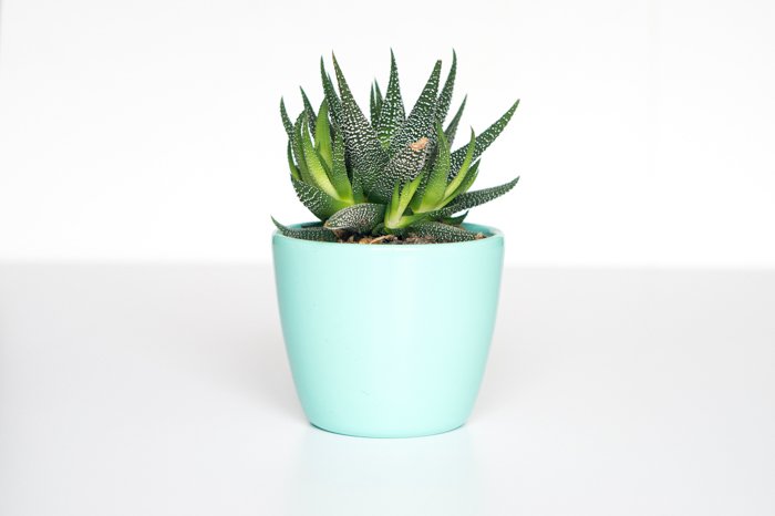 A product photography shot of a plant in a teal flower pot - ring flash photography