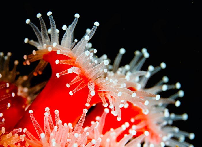 underwater macro photography of a sea anemone 