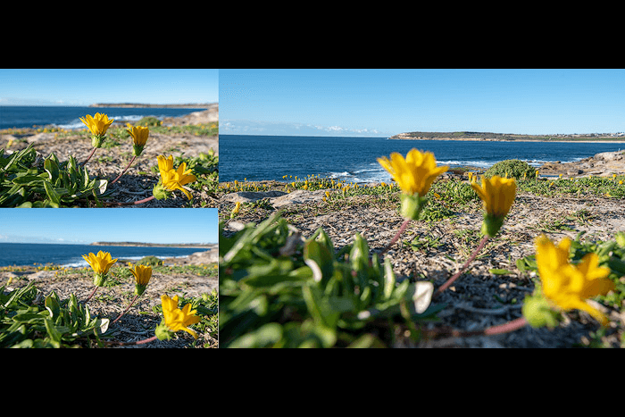A grid of three flower photos as an example of using focus photography bracketing