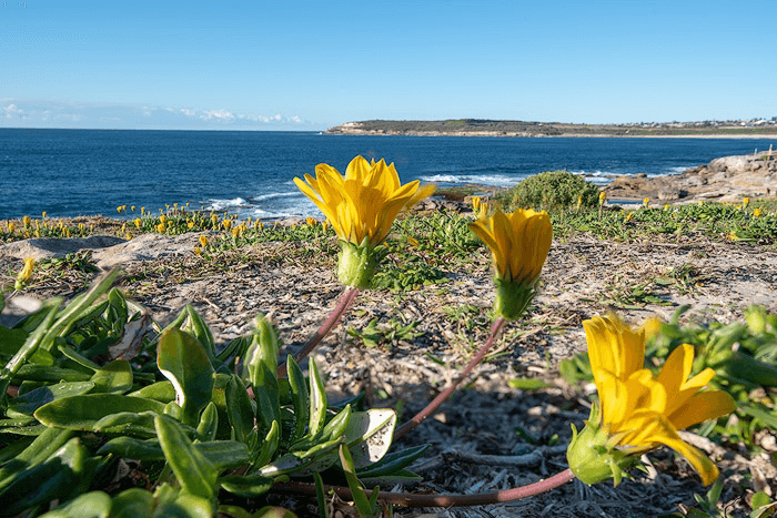 An image of yellow flowers on a beach as a manual focus stacking bracketing photography example