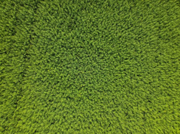 An abstract nature shot of green foliage taken with a drone