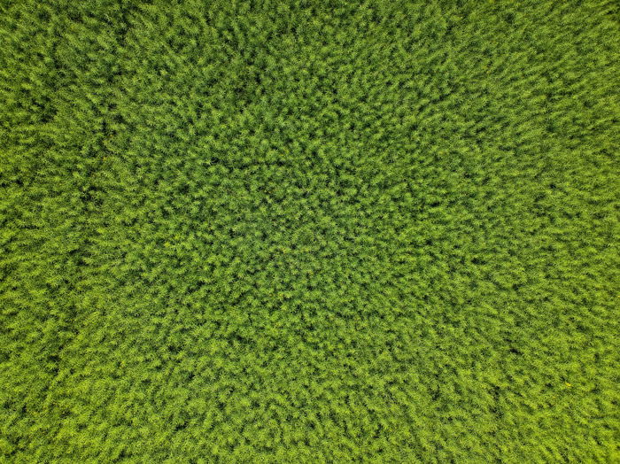 An abstract nature shot of green foliage taken with a drone