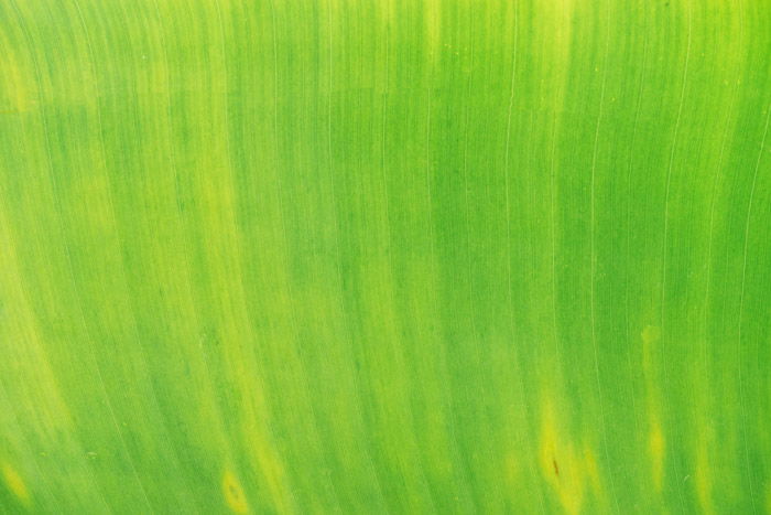 A bright green abstract nature photography shot