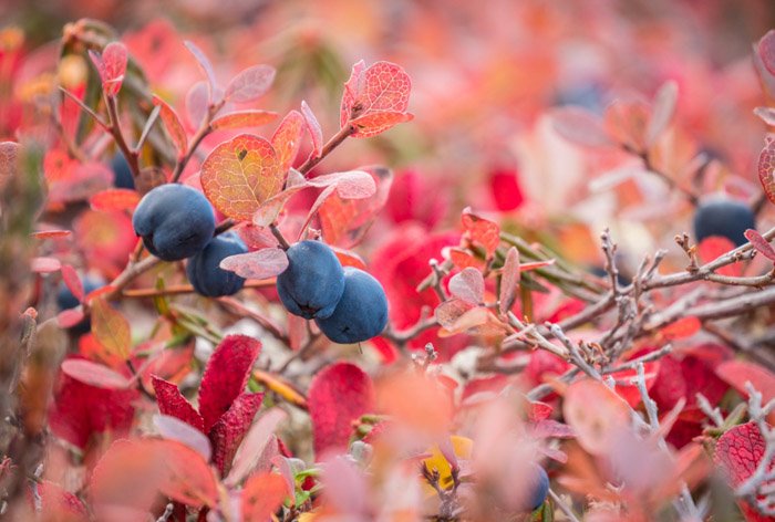 A lucious macro shot of pink autumn leaves with blue berries