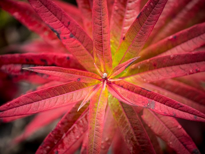A macro photography shot of the center of a pink autumn plant - how to take fall photography 