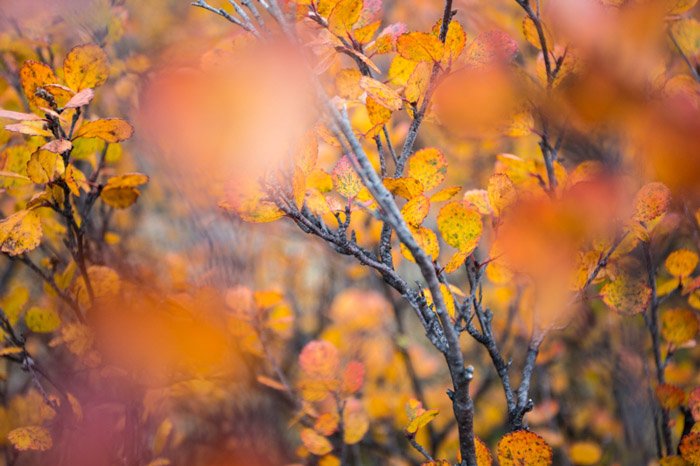 Macro Fall photography of orange and read leaves in Kongakut Alaska