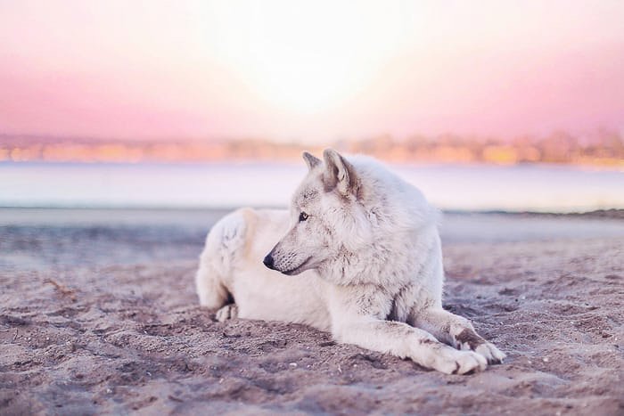 A cute pet portrait of a dog on a beach