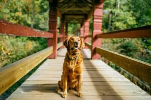 A dog sitting in the middle of a bridge showing balance in photography