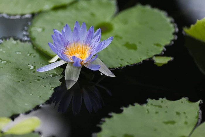 color photography of a water lily in a pond