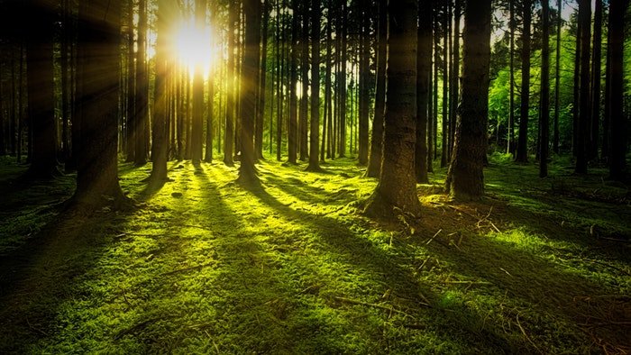 sunlight shining through trees in a forest