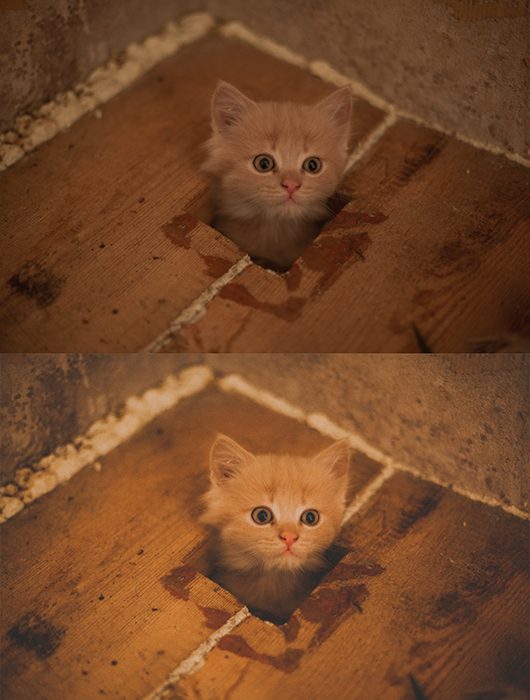 A diptych photo of a marmalade kitten, before and after applying a film photography look in Lightroom