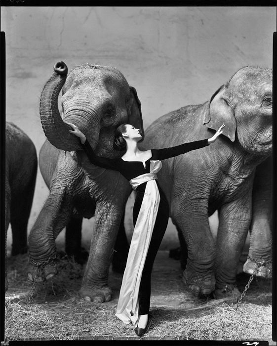 Dovima With Elephants, Evening Dress by Dior, Cirque d'Hiver, Paris , famous photography by Richard Avedon