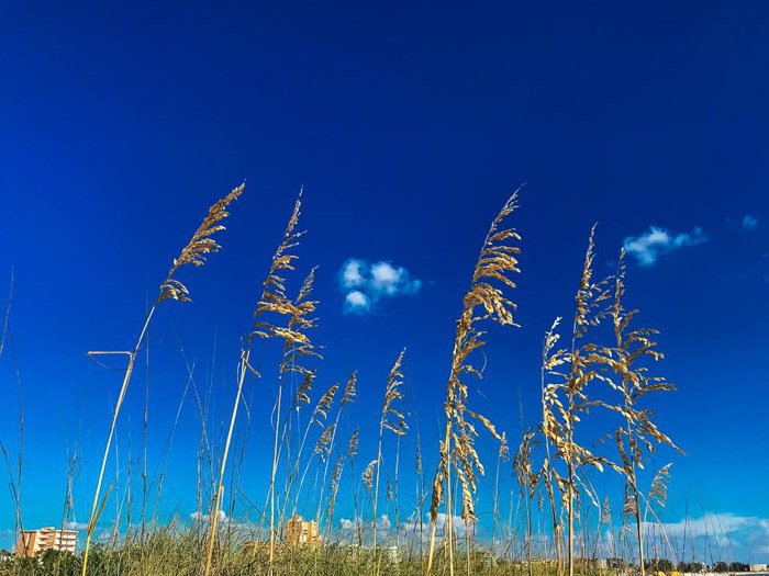 A close up of grass and plants under clear blue skies shot using HDR camera settings on iPhone