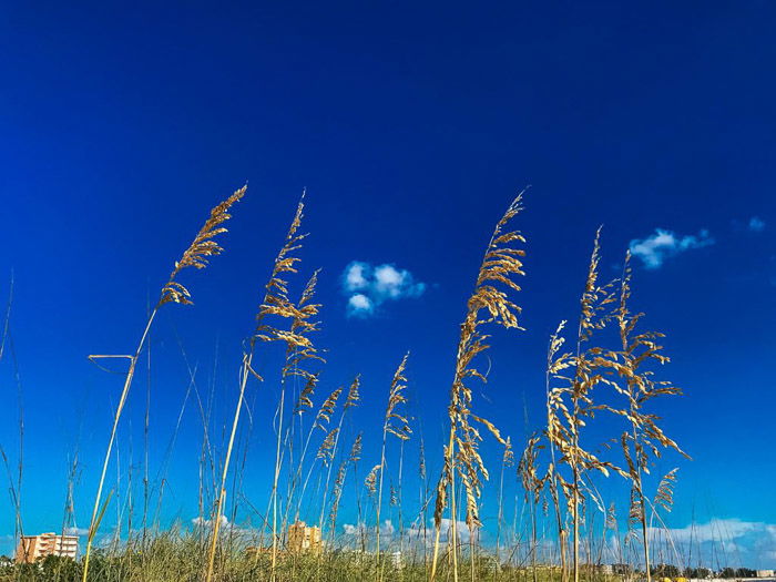 A close up of grass and plants under clear blue skies shot using HDR camera settings on iPhone