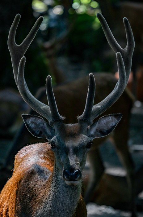 展示对称的鹿的野生生物画象在自然摄影