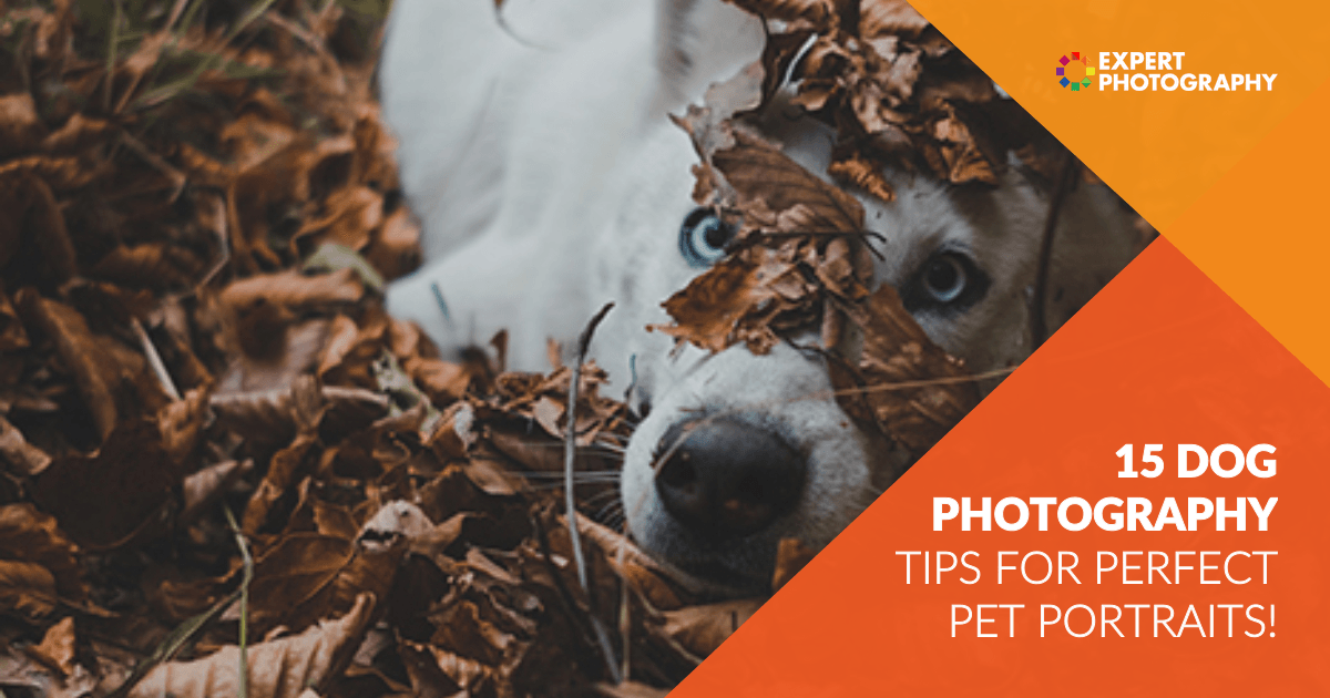 15 Best Dog Photography Tips (For Perfect Pet Portraits)