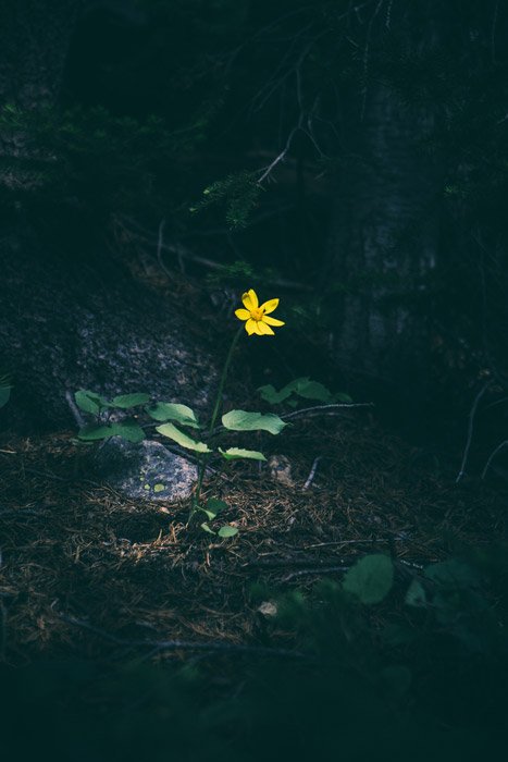 A small yellow flower in a dark forest - using the principles of art and design in photography
