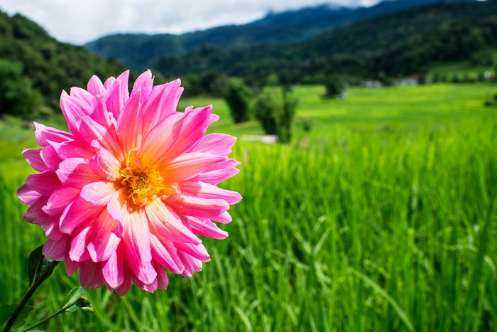 A pink dahlia flower with a rolling green landscape in the background