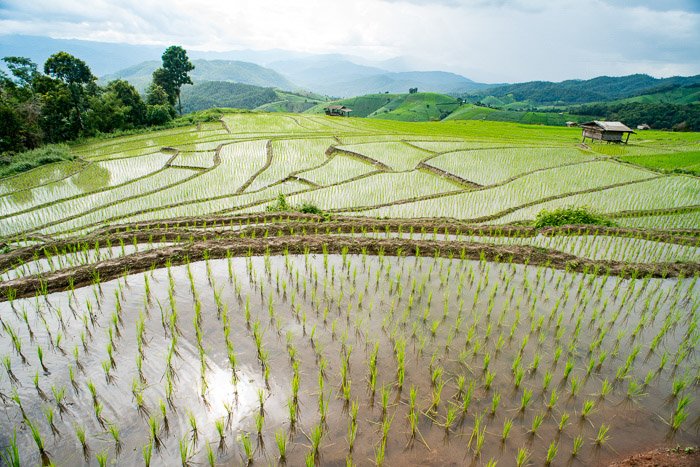 Aerial shot of Rice Farming in Thailand shot using hyperfocal distance photography