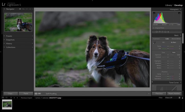 Editing a pet portrait of a brown dog in adobe lightroom - night photography tips