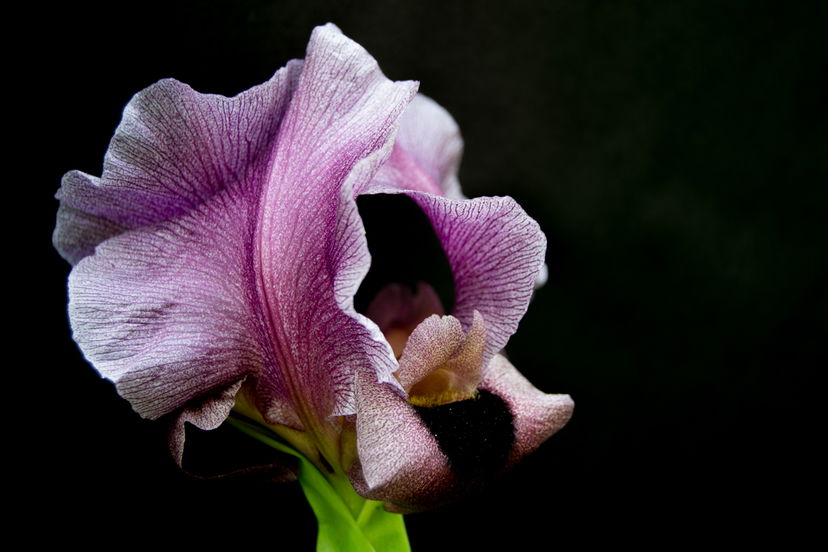 an image of a pink flower against a black background