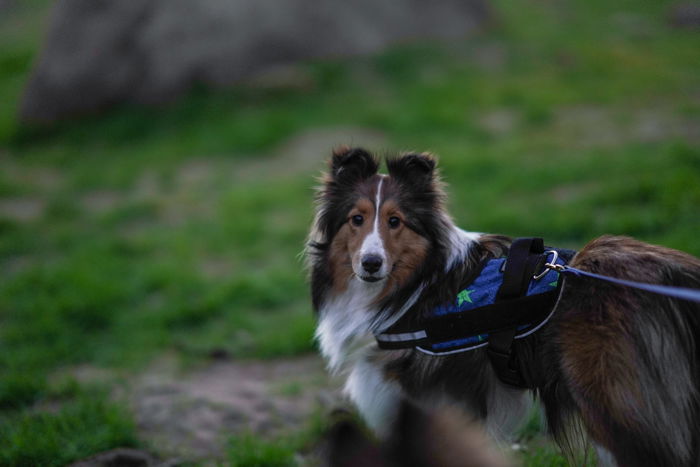 A pet portrait of a brown dog shot in low light - night photography tips