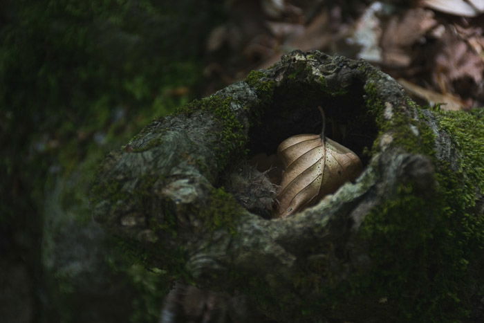 An underexposed image of a leafy autumn scene.