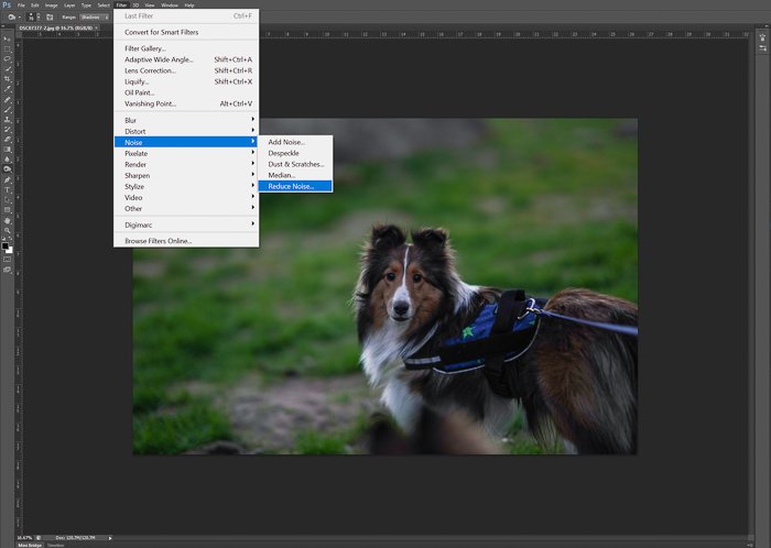 Editing a pet portrait of a brown dog in adobe Photoshop - night photography tips