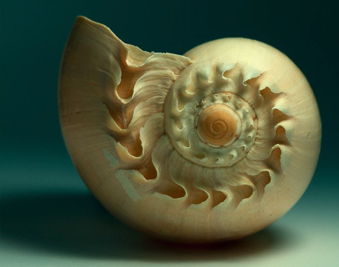 A close up photo of a shell, lit using an off-camera flash with a bounce card, by Rodger Evans. Bounce flash photography