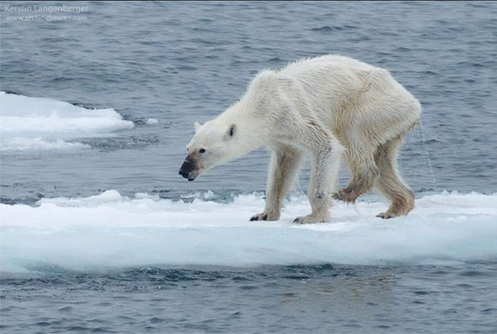 Dying Polar Bear - Kerstin Langenberger (2015) 