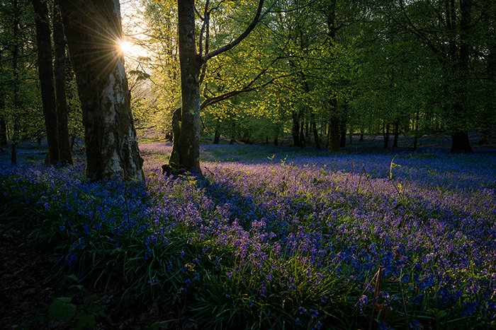 A carpet of purple flowers in a forest, sunlight peeping through the trees - best photography assignments