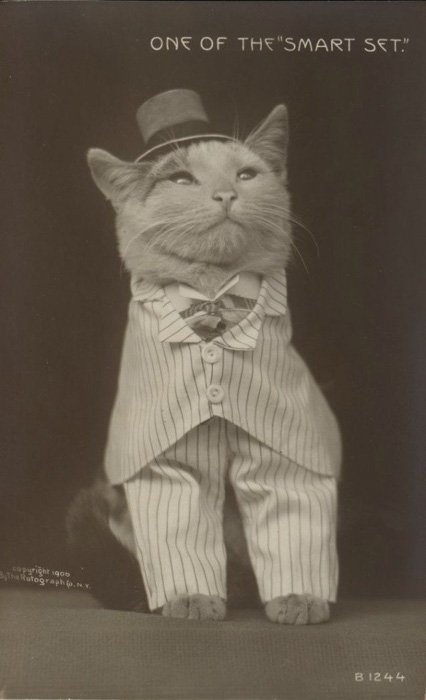 A strange old black and white photograpph of a cat dressed in formal wear 