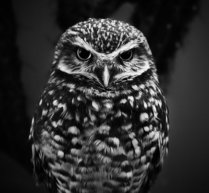 A monochrome portrait of an owl 