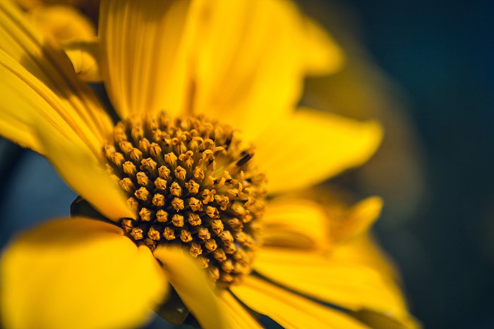 A macro photo of a yellow flower 