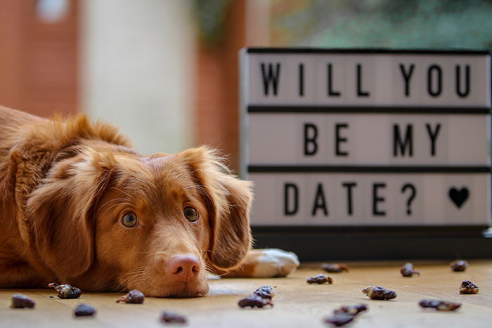 A brown dog lying in front of a sign reading 'will you be my date' - Valentines Day photoshoots.