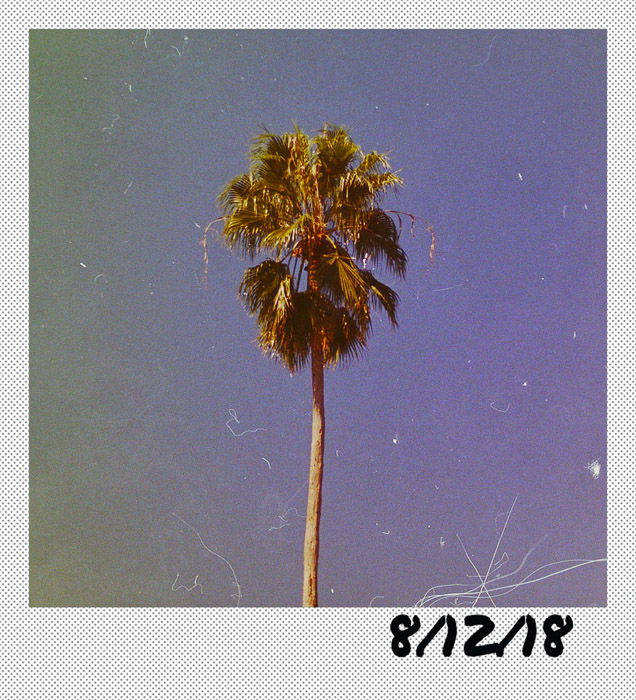 A photo of a palm tree framed by a polaroid themed Photoshop border