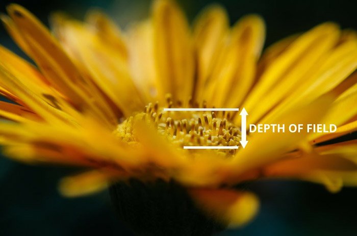 A yellow flower with arrows pointing out depth of field for macro photography 