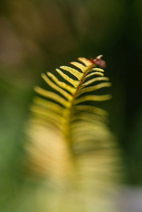 A macro photo of a green leaf shot using burst mode