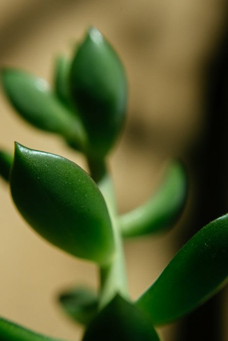 A macro shot oof a green plant using reversing rings